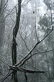 Snow, Sassafras IMG_7656